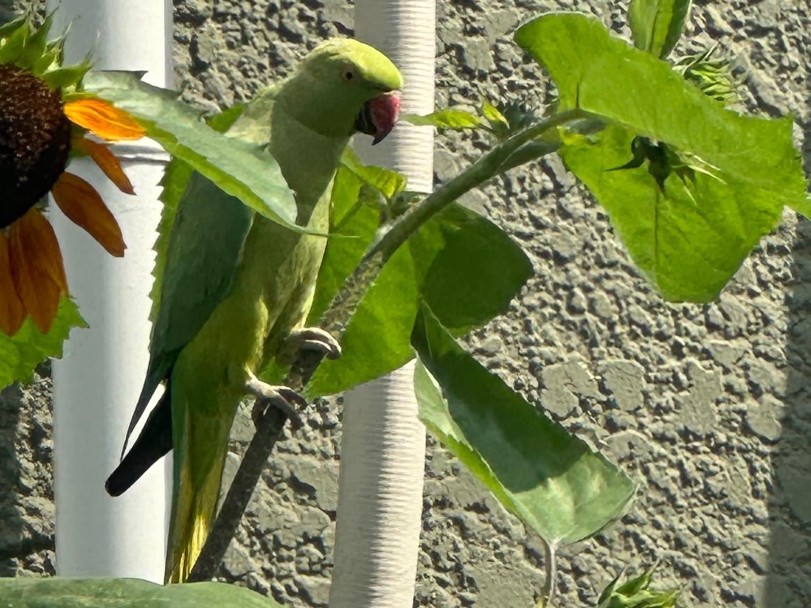 目撃された鳥 目撃された鳥