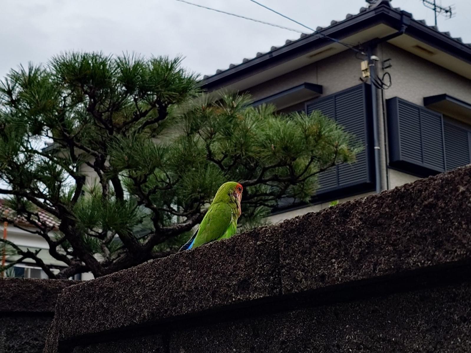 目撃された鳥 目撃された鳥