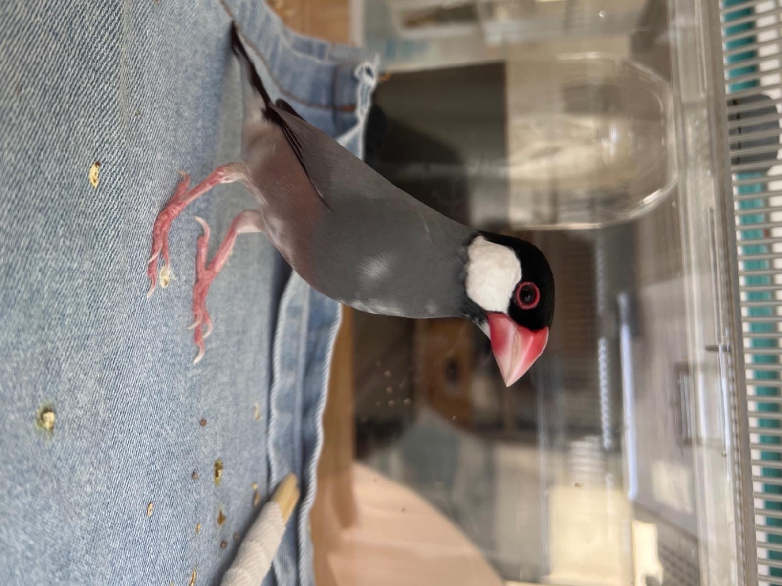 保護された鳥 保護された鳥