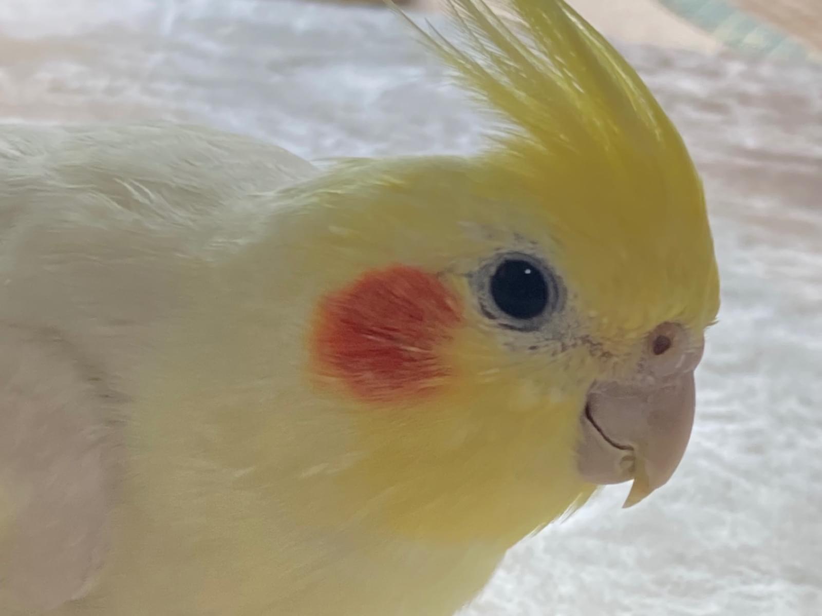 まるちゃん まるちゃん