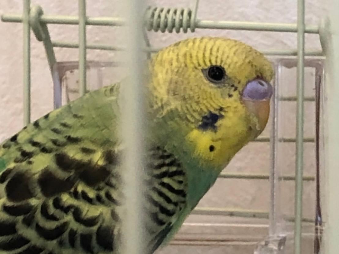 保護された鳥 保護された鳥