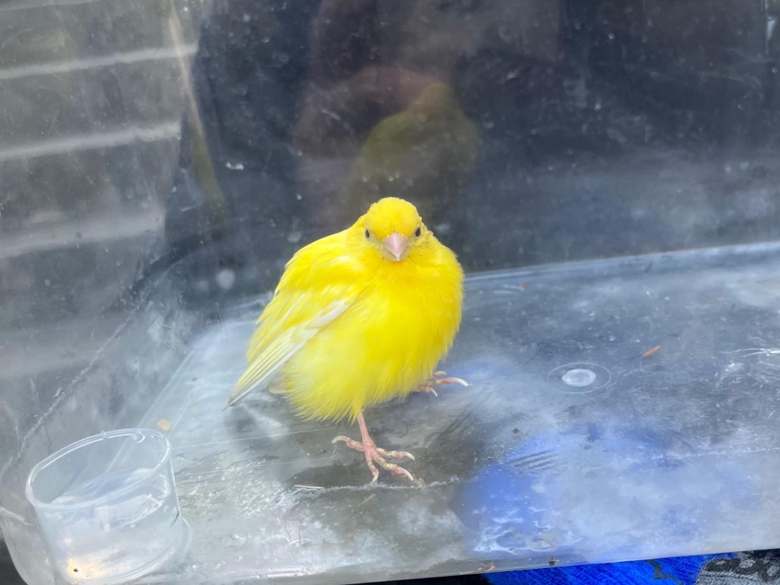 保護された鳥 保護された鳥
