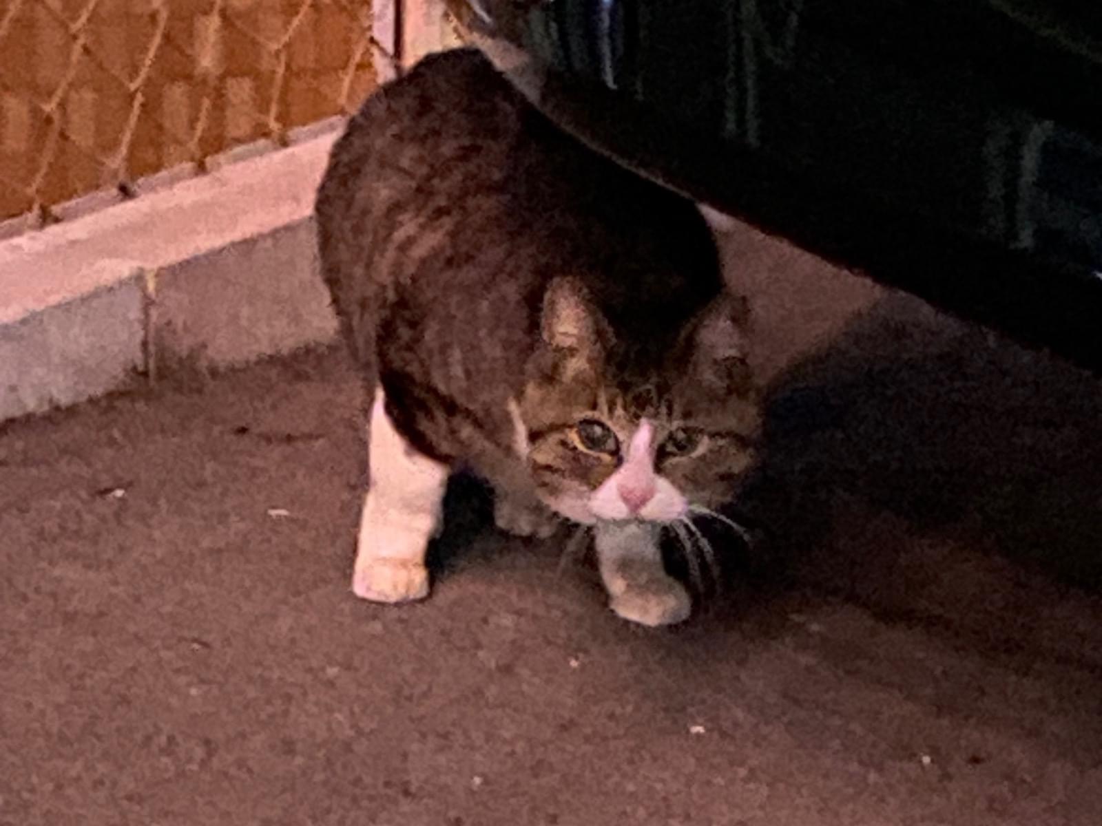 目撃された猫 目撃された猫