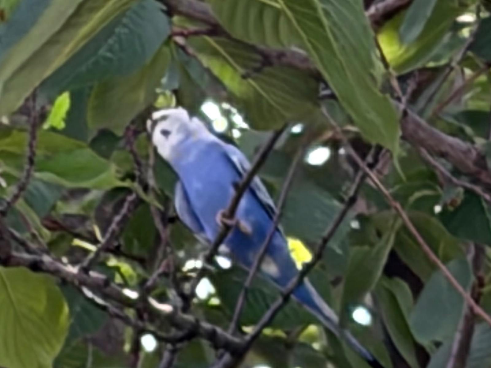 目撃された鳥