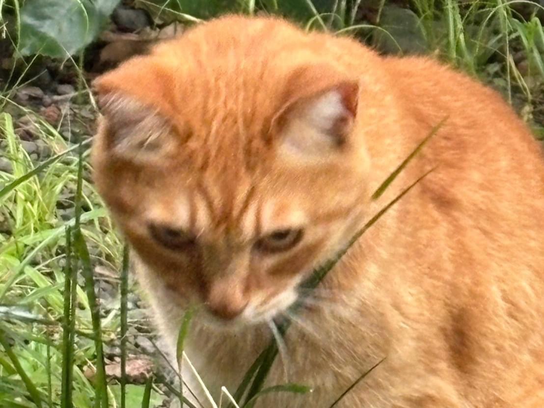 目撃された猫 目撃された猫