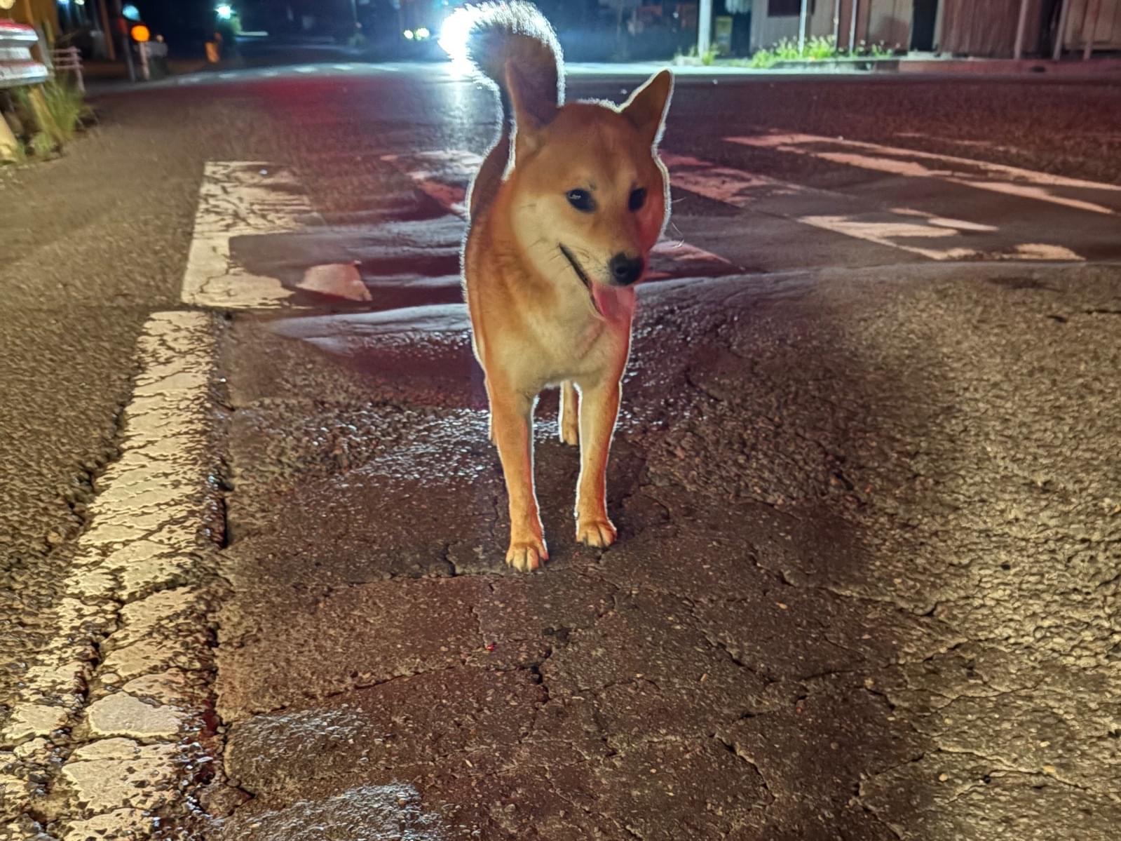 目撃された犬 目撃された犬