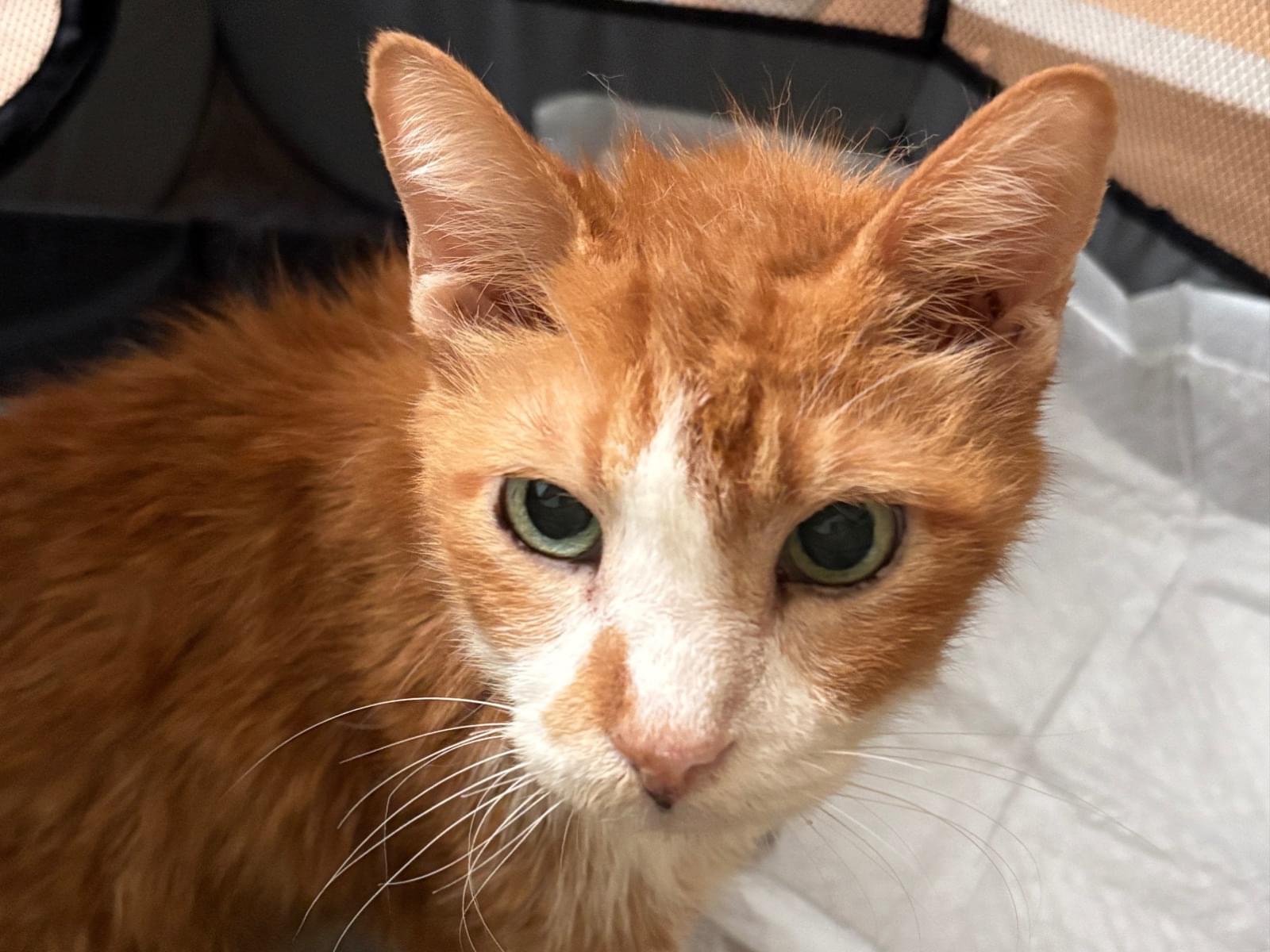 保護された猫 保護された猫