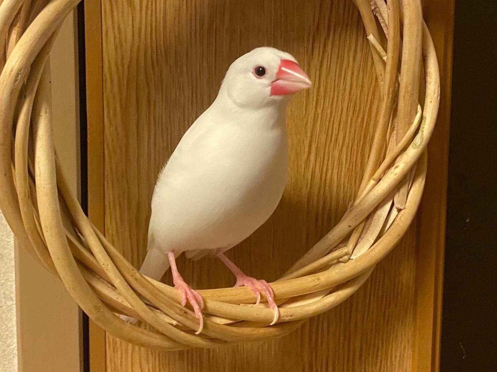 パテちゃん パテちゃん
