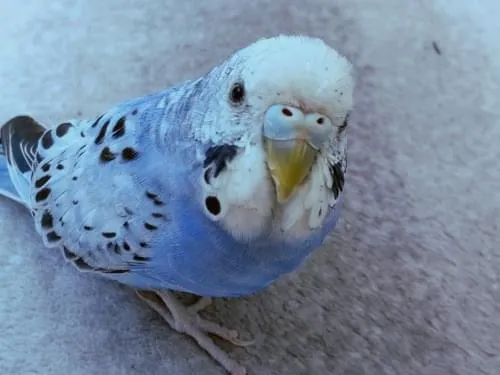 納得できる割引 セキセイインコのなりきりパイルおくるみ 青 白 おくるみ ブランケット Www Comisariatolosandes Com