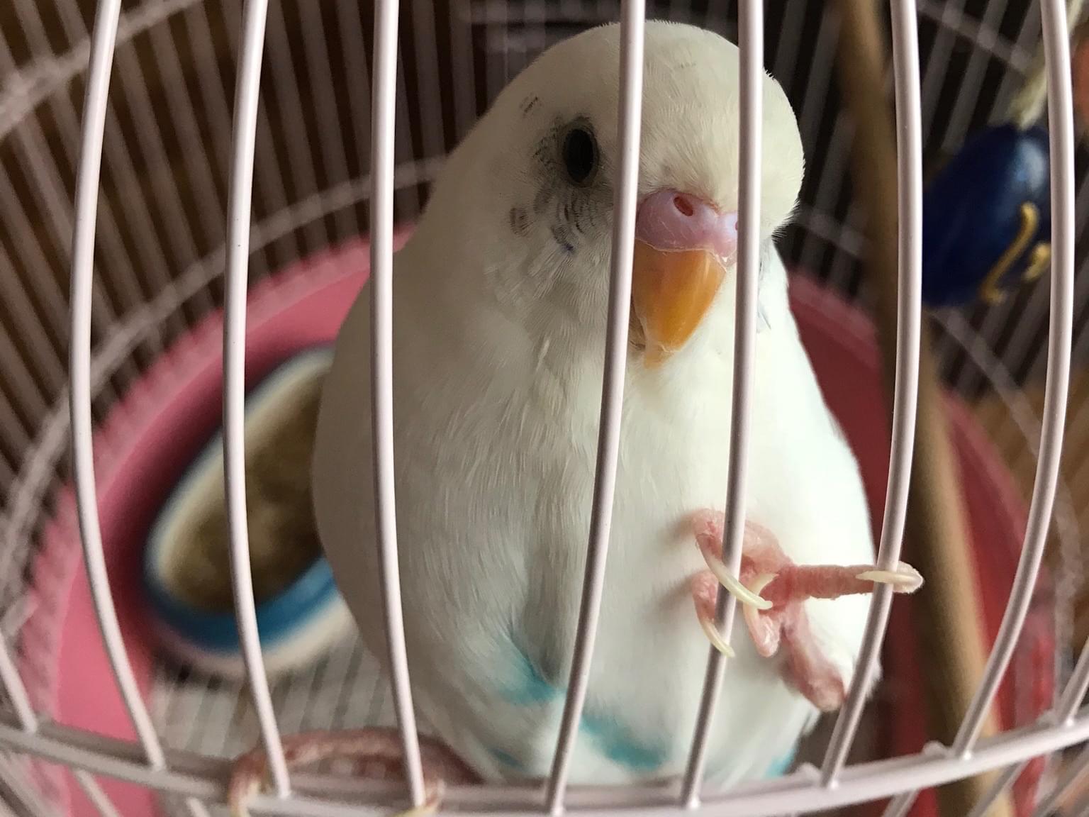 ふくちゃん ふくちゃん