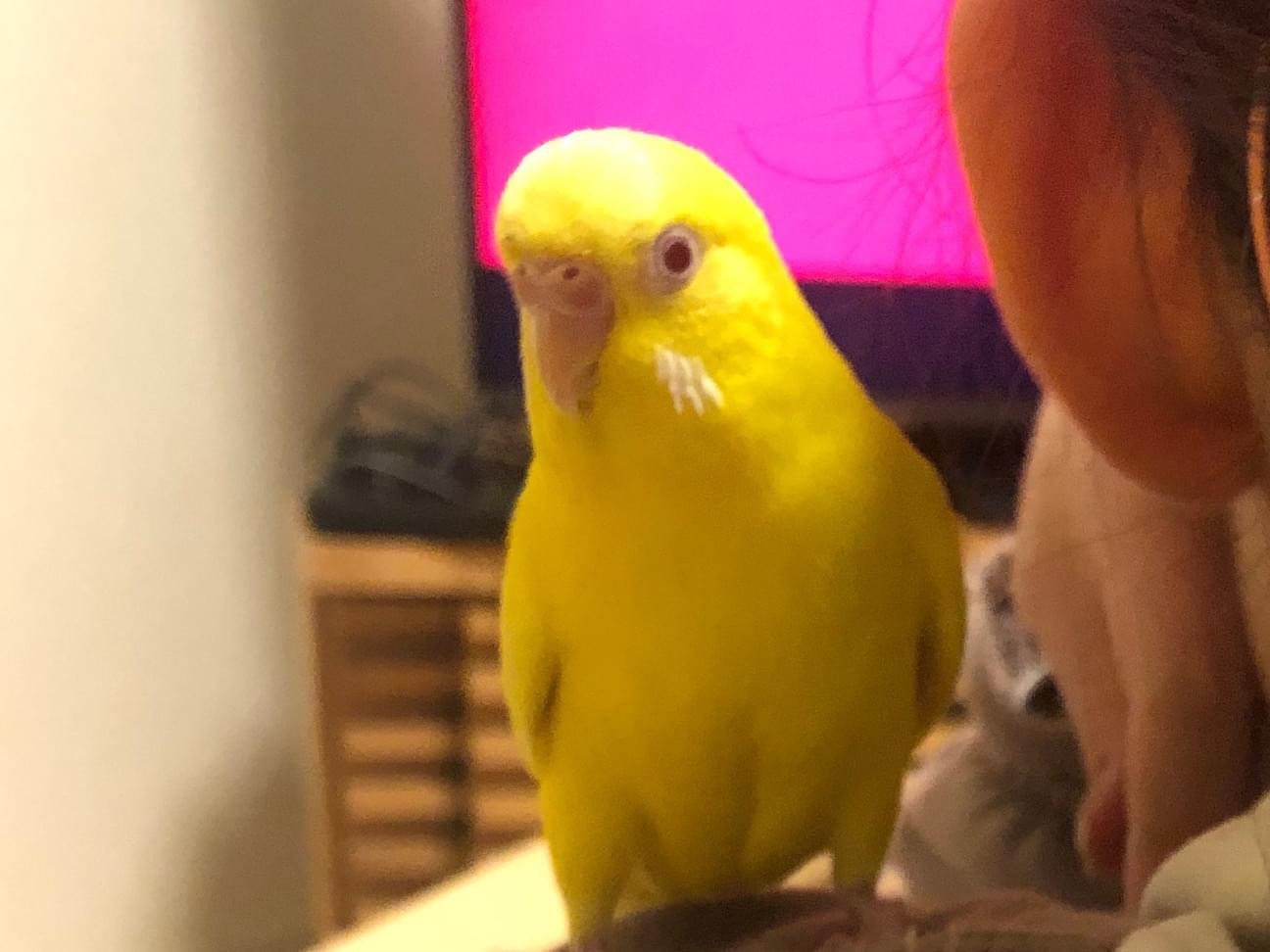 ピピちゃん ピピちゃん