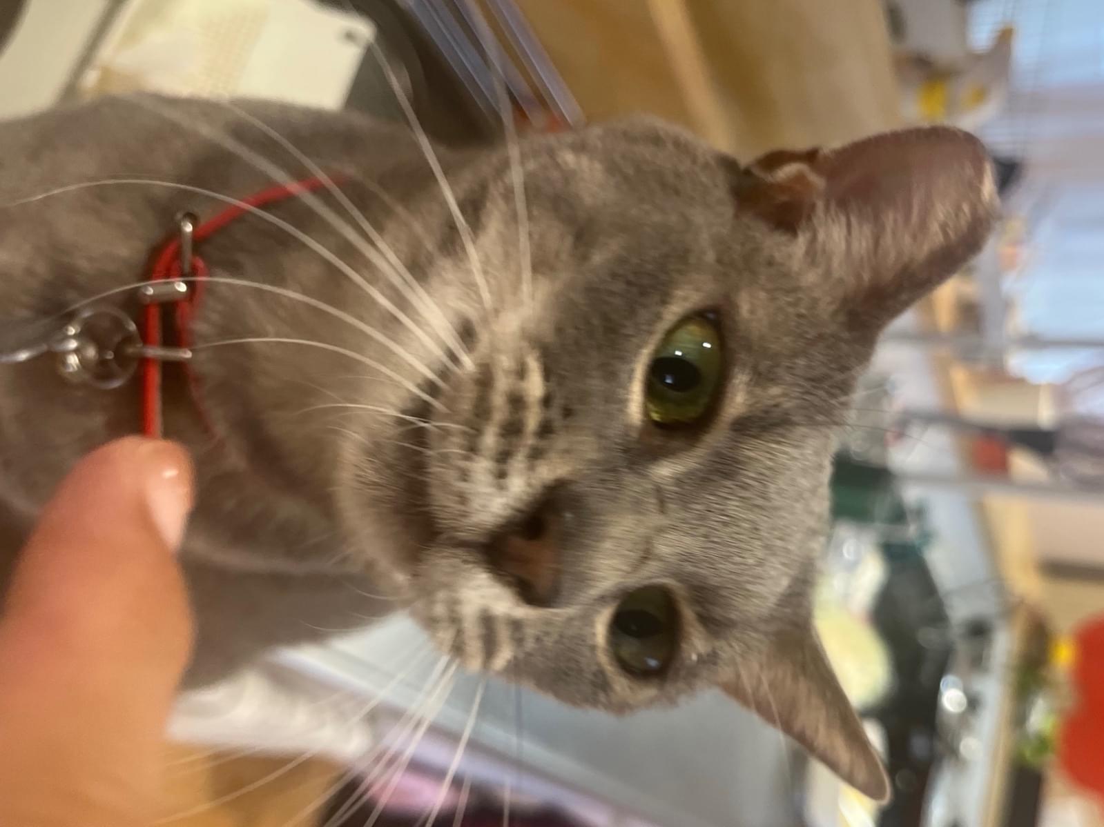 マロンちゃん マロンちゃん