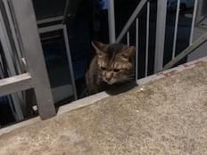 目撃された猫 目撃された猫