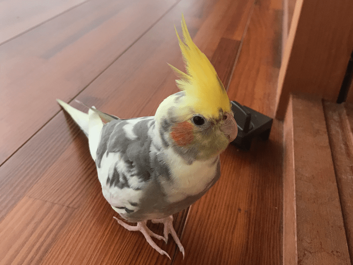 たまちゃん たまちゃん