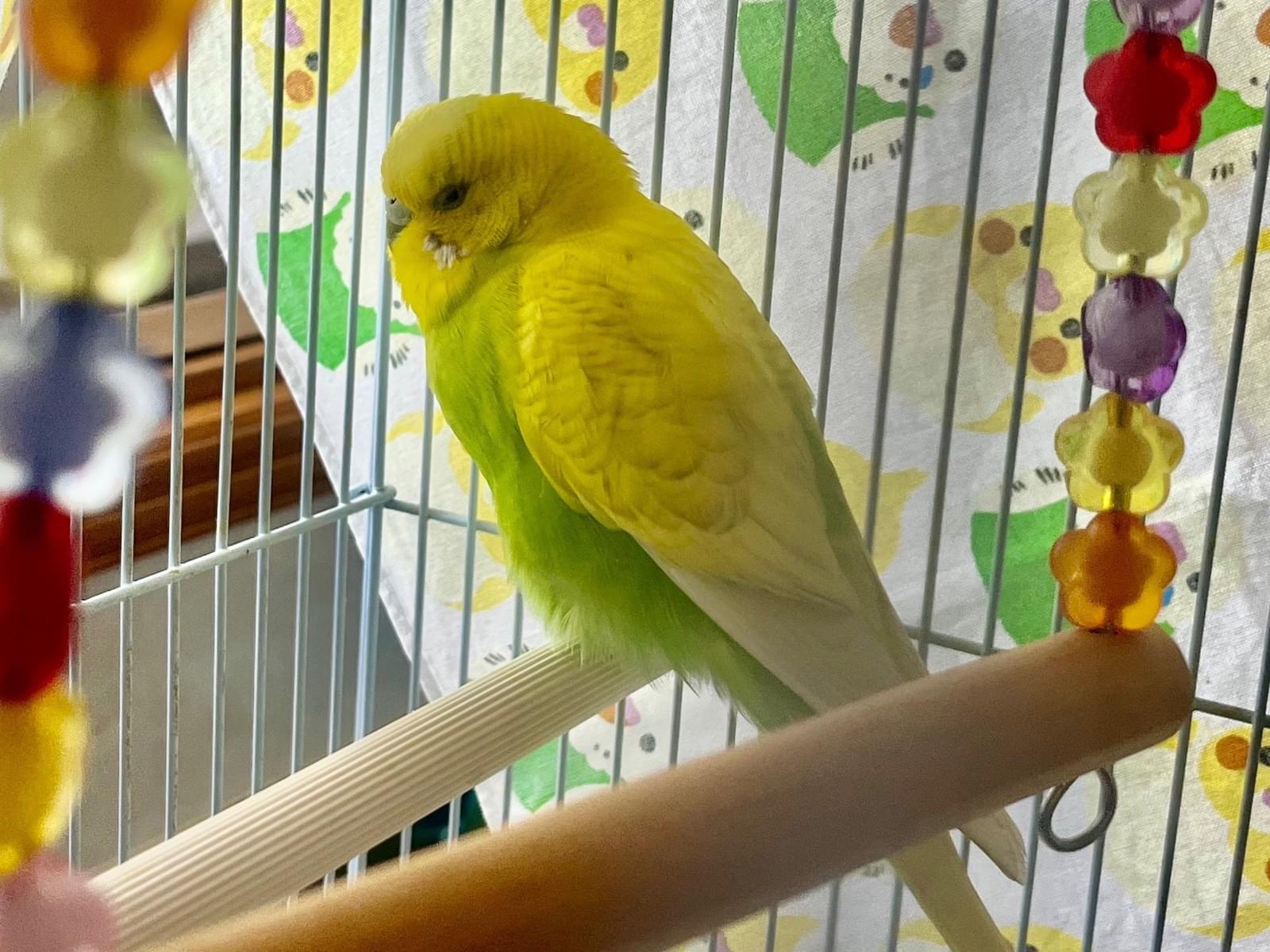 保護された鳥 保護された鳥