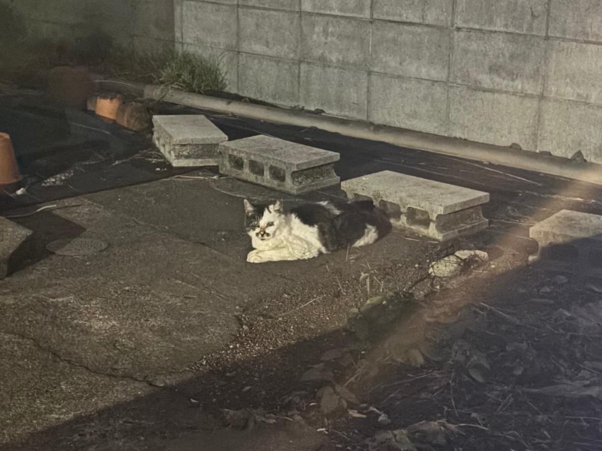目撃された猫