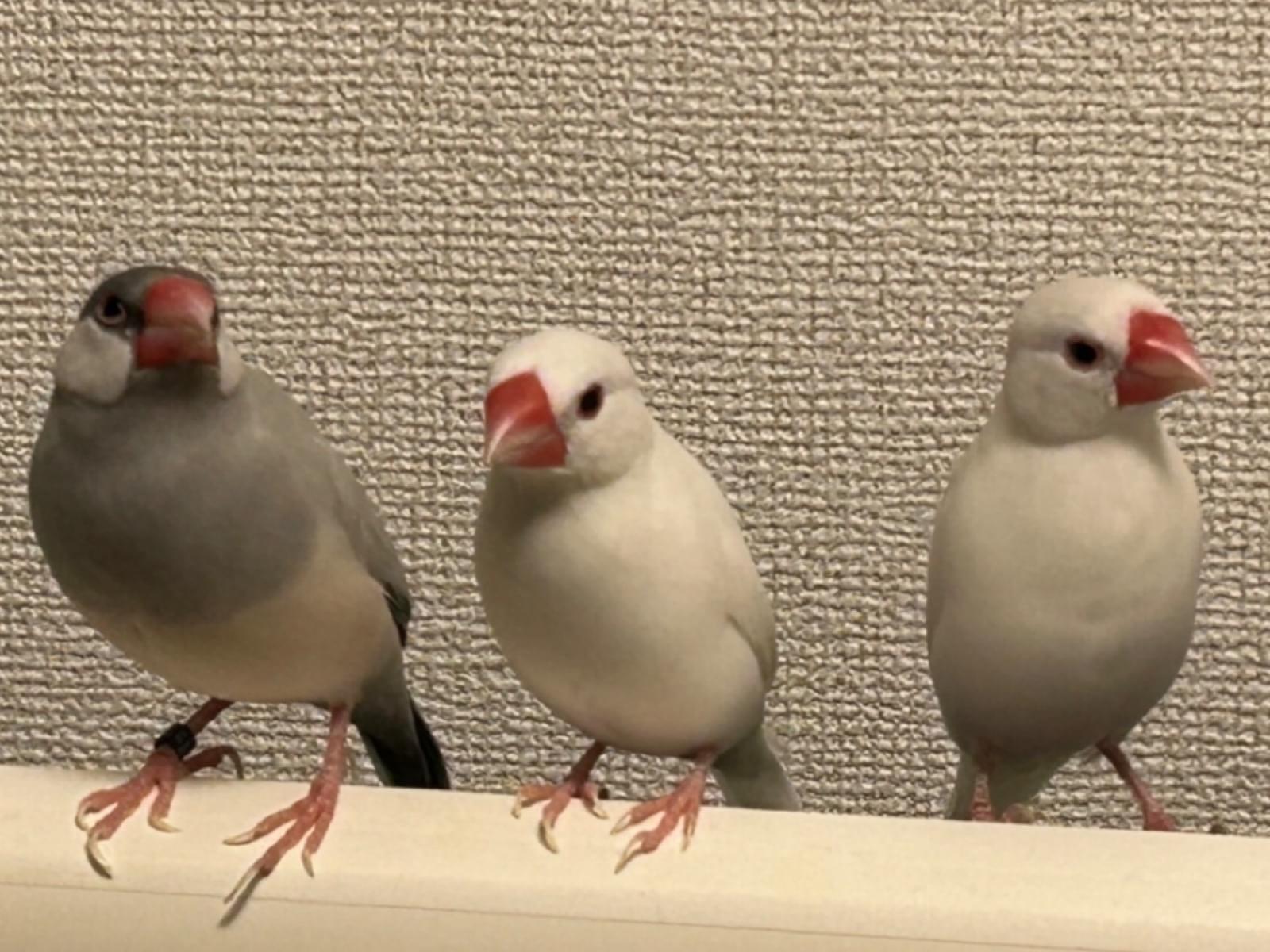 ①もん②おもち③ぴすけちゃん ①もん②おもち③ぴすけちゃん