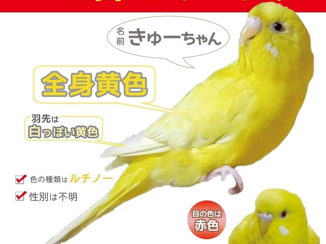 きゅーちゃん きゅーちゃん