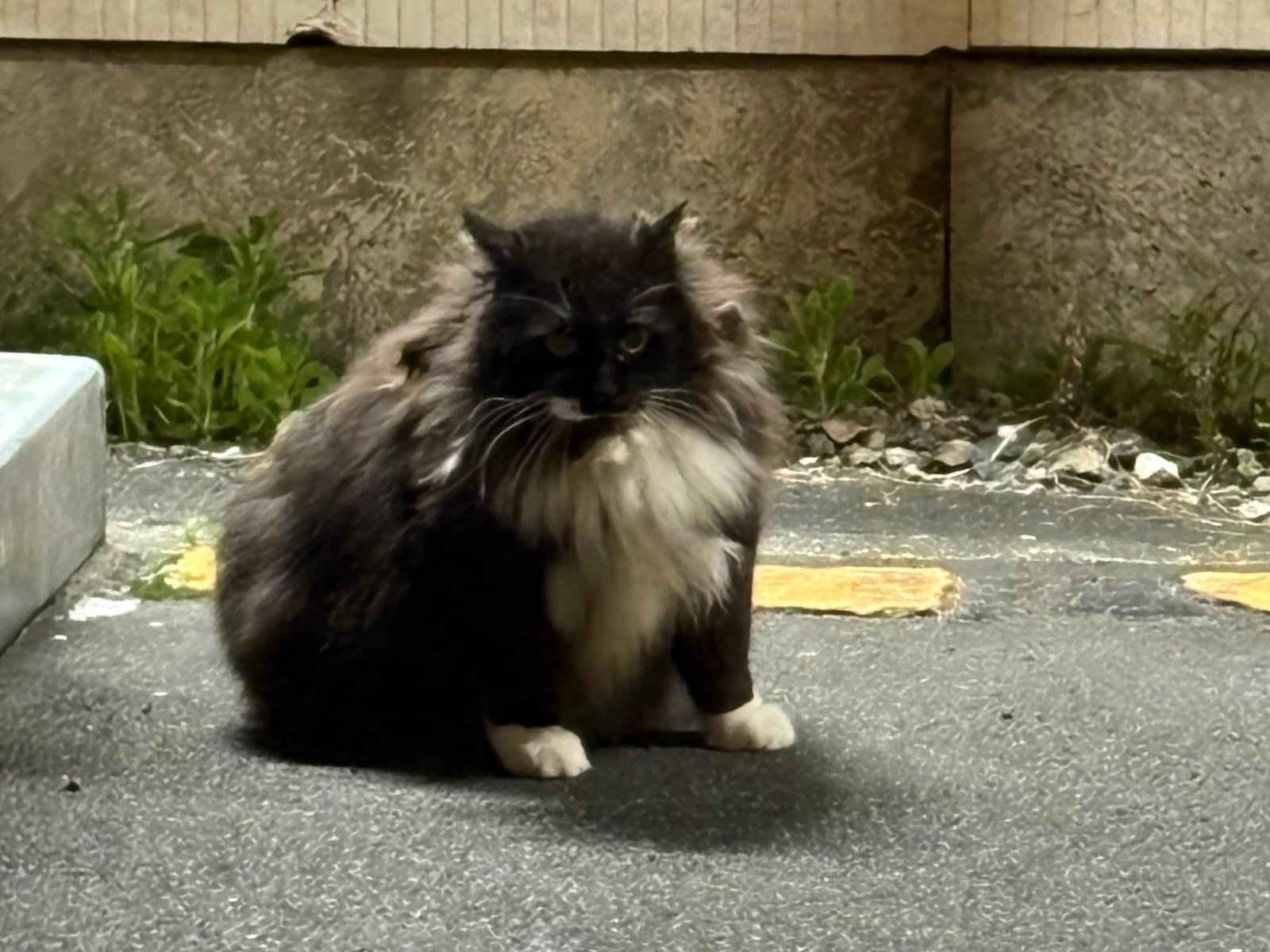 目撃された猫 目撃された猫