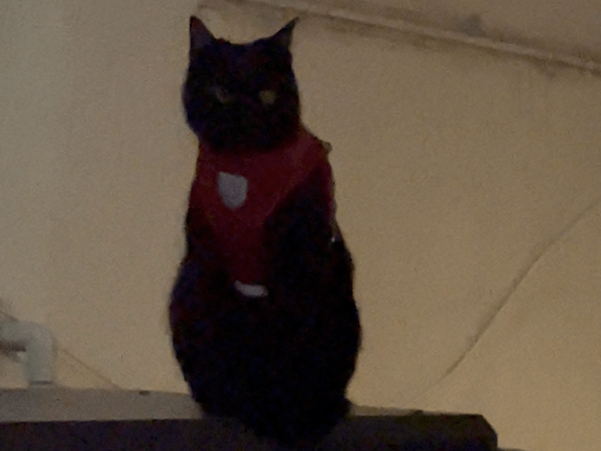 目撃された猫 目撃された猫