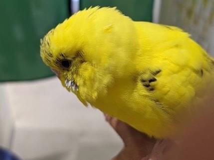 ピーちゃん ピーちゃん
