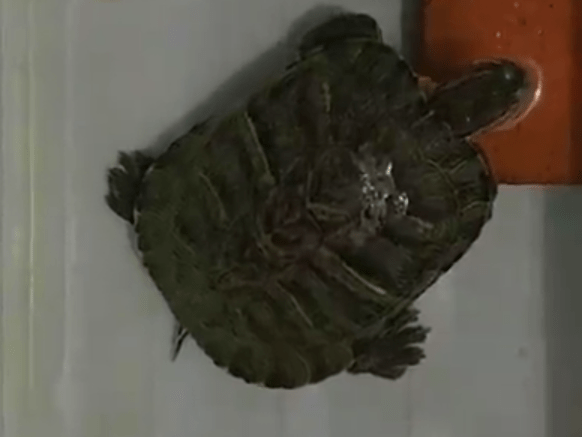 たーちゃん たーちゃん