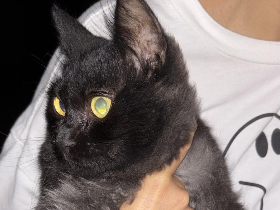 保護された猫 保護された猫