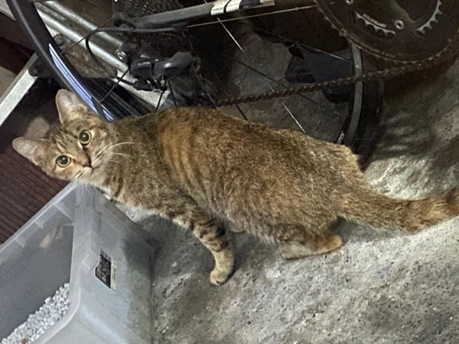 目撃された猫 目撃された猫