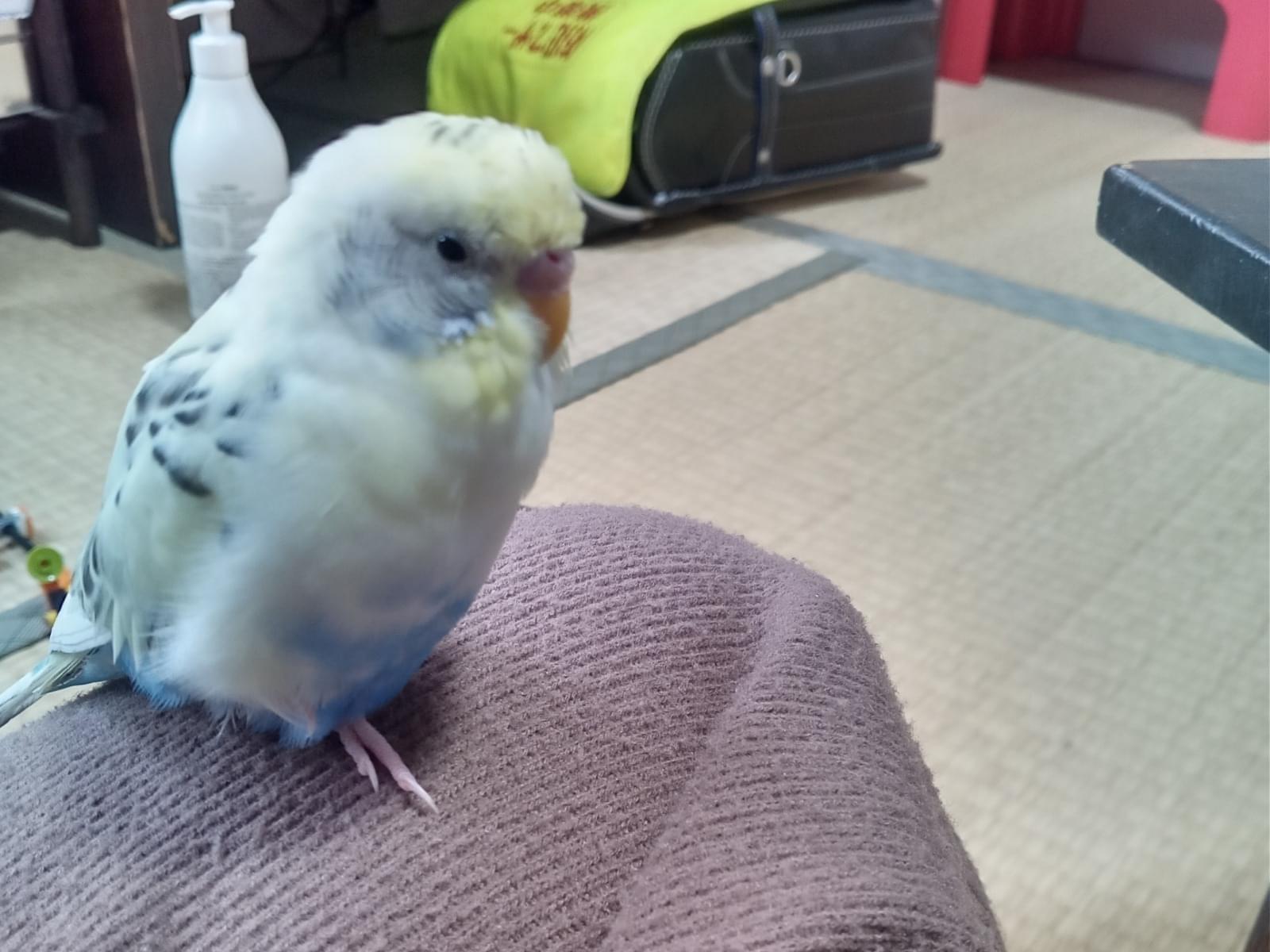 りくちゃん りくちゃん