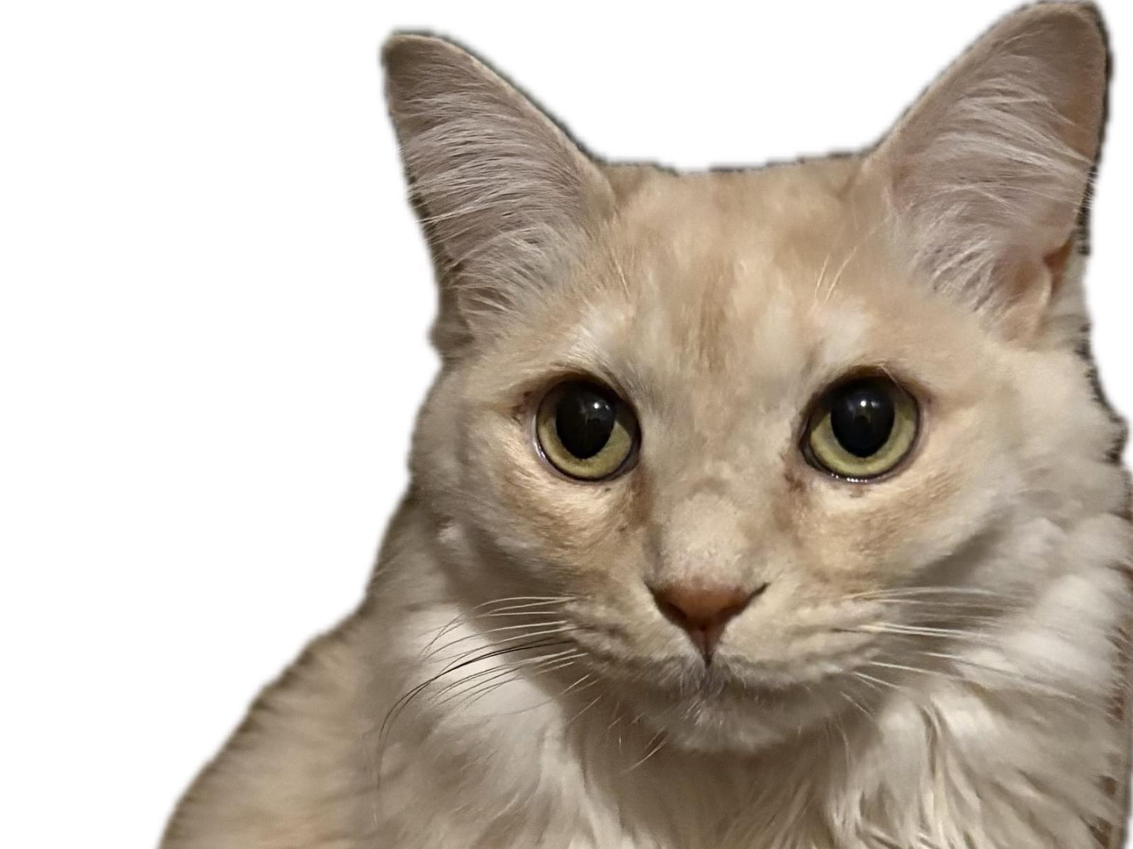 ミルちゃん ミルちゃん