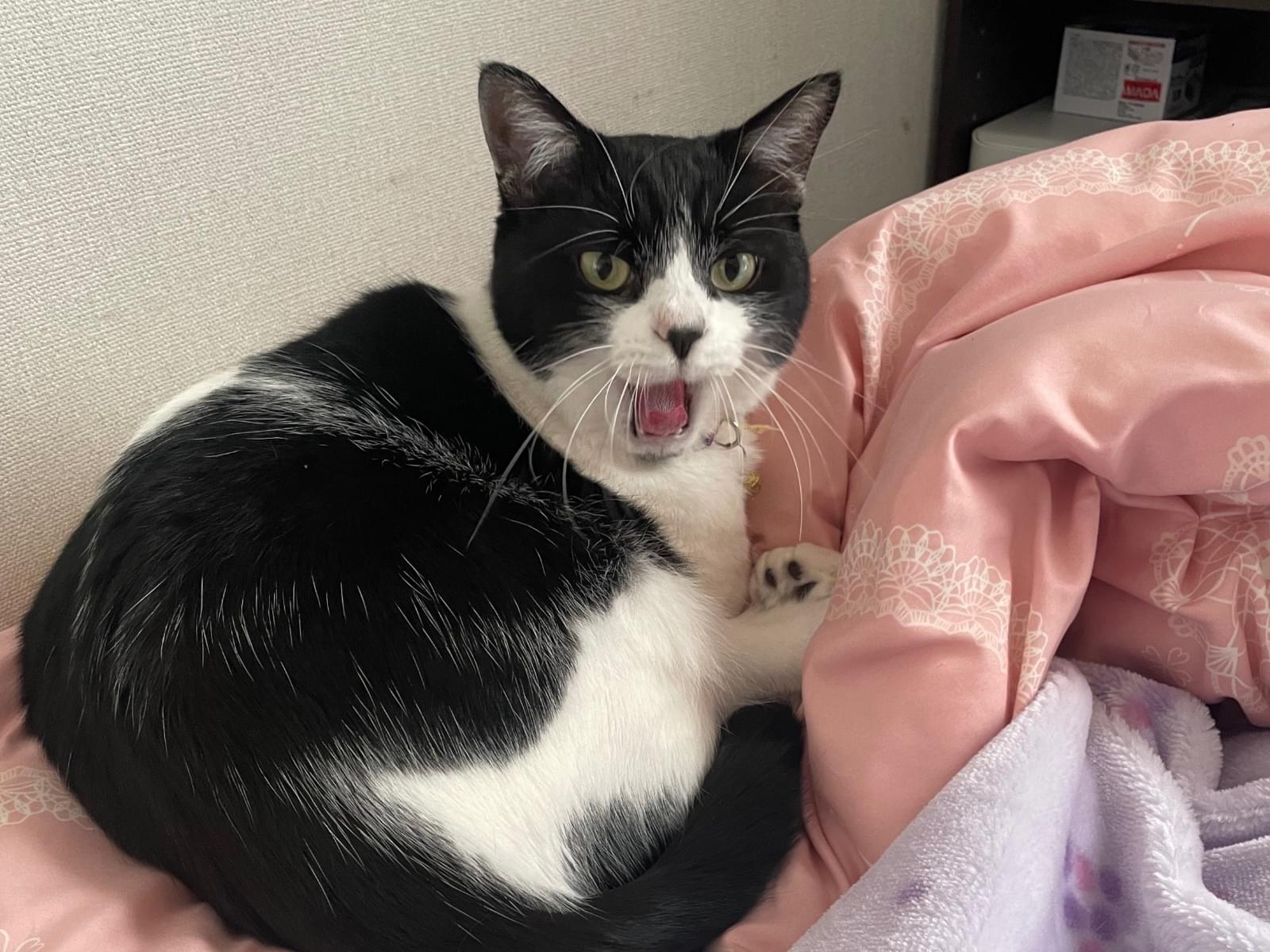 さすけちゃん さすけちゃん