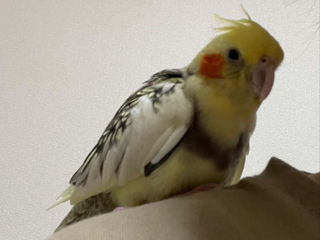 シーちゃん シーちゃん