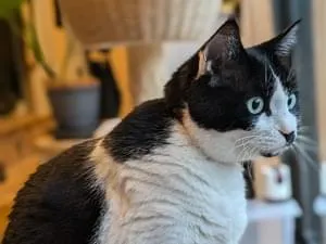 白黒ハチワレ顔にブチ有の猫を探しています
