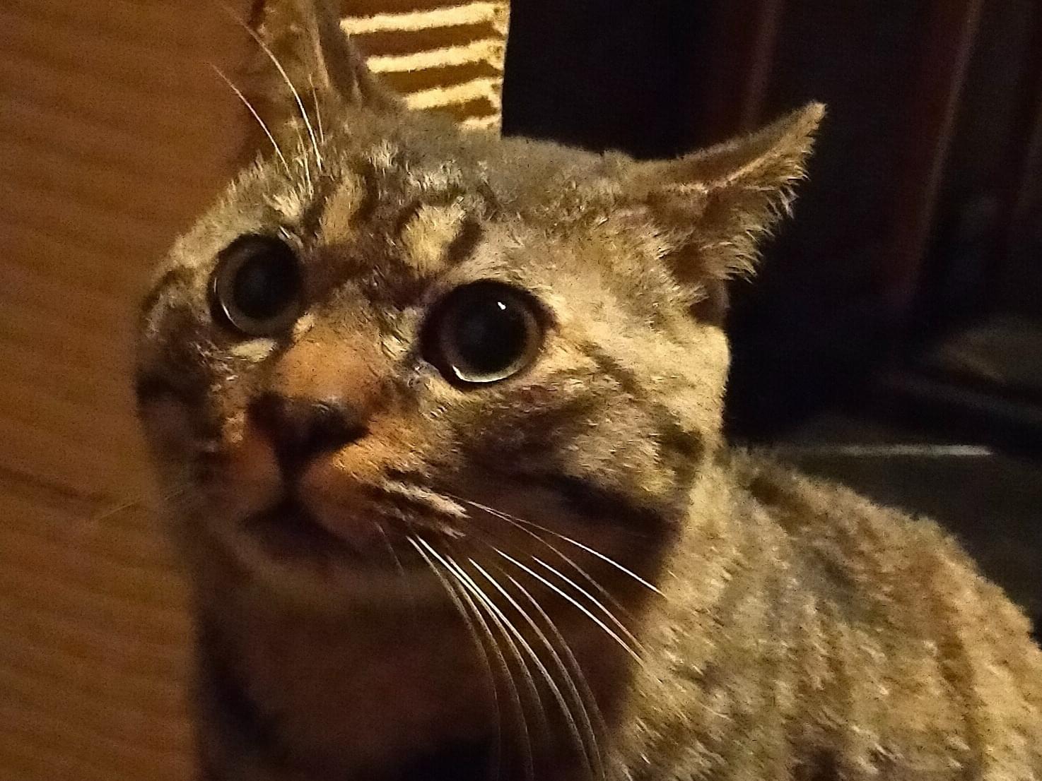 保護された猫 保護された猫