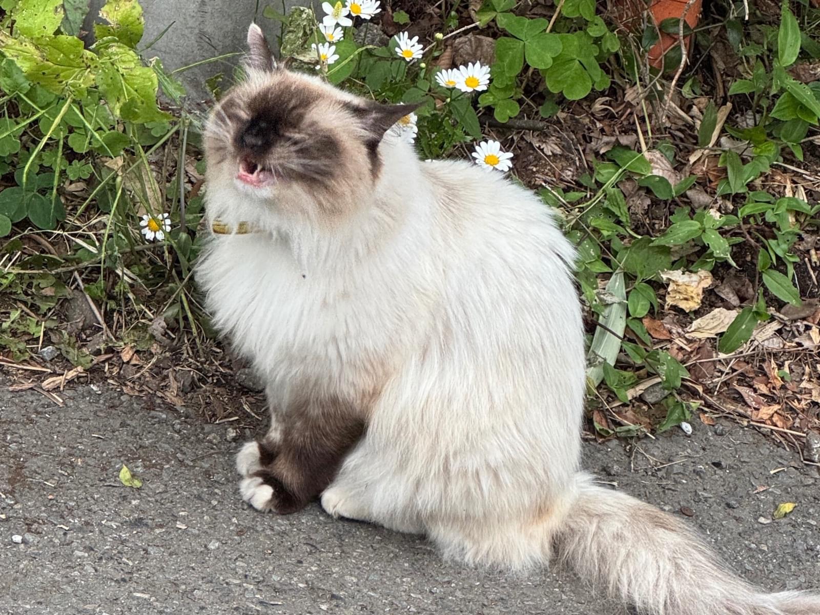 目撃された猫 目撃された猫