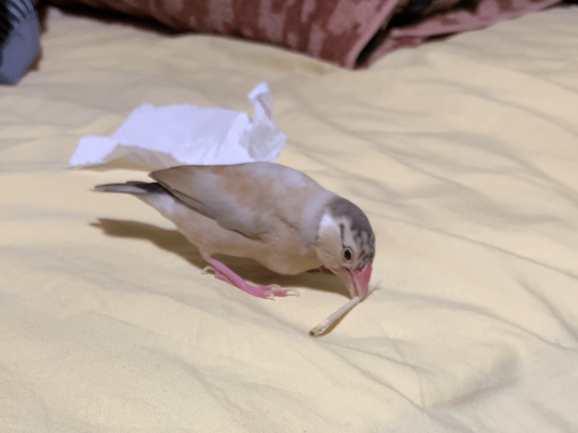 ぴーちゃん ぴーちゃん