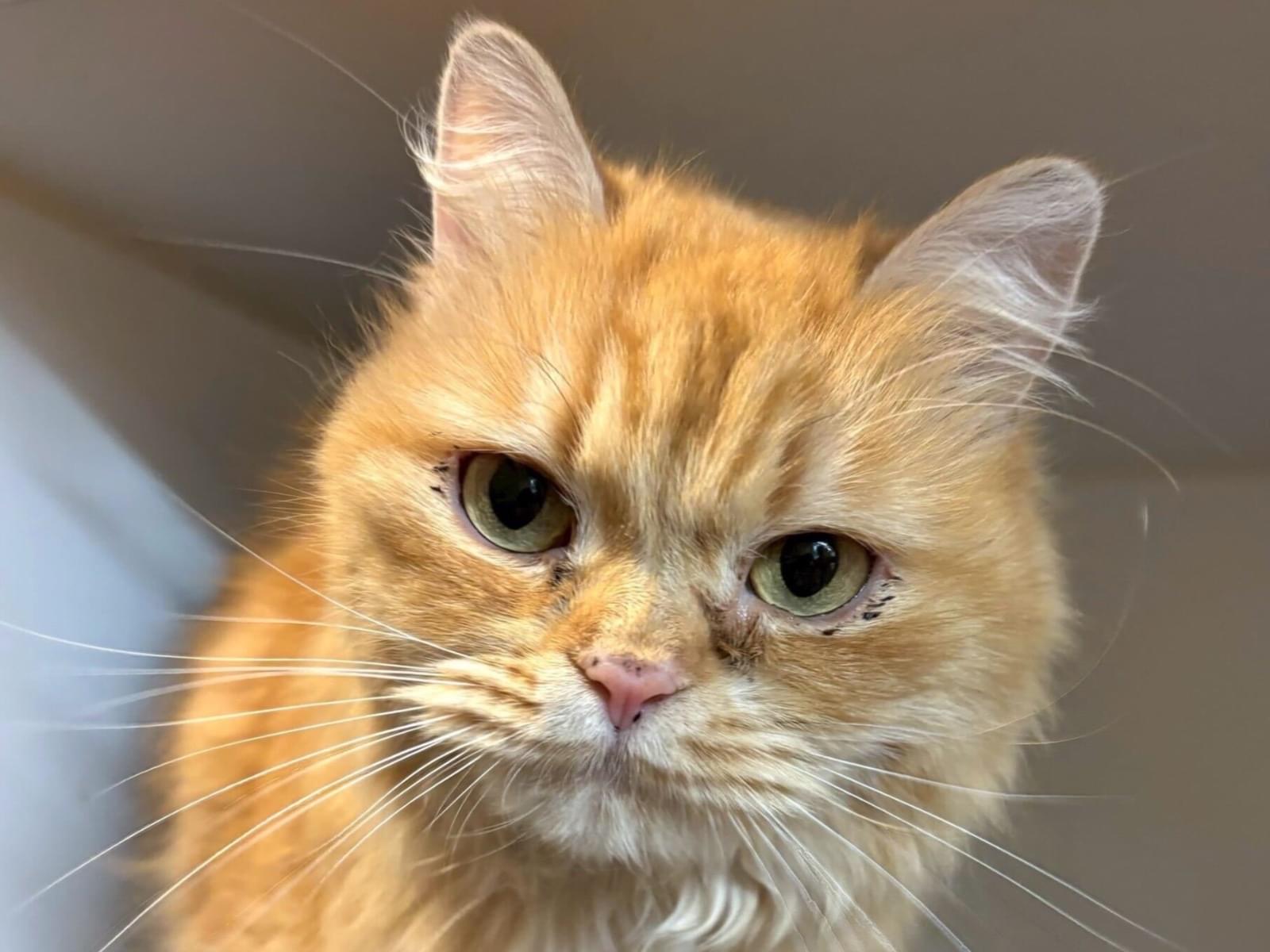 保護された猫 保護された猫