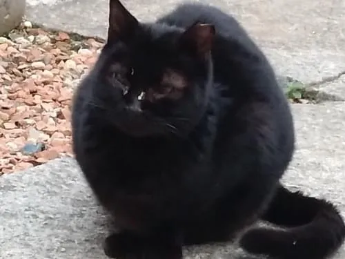 や*)様 babythree 1000%　黒猫　レア目 青い目の黒猫って、本当にいるの？ : r/blackcats