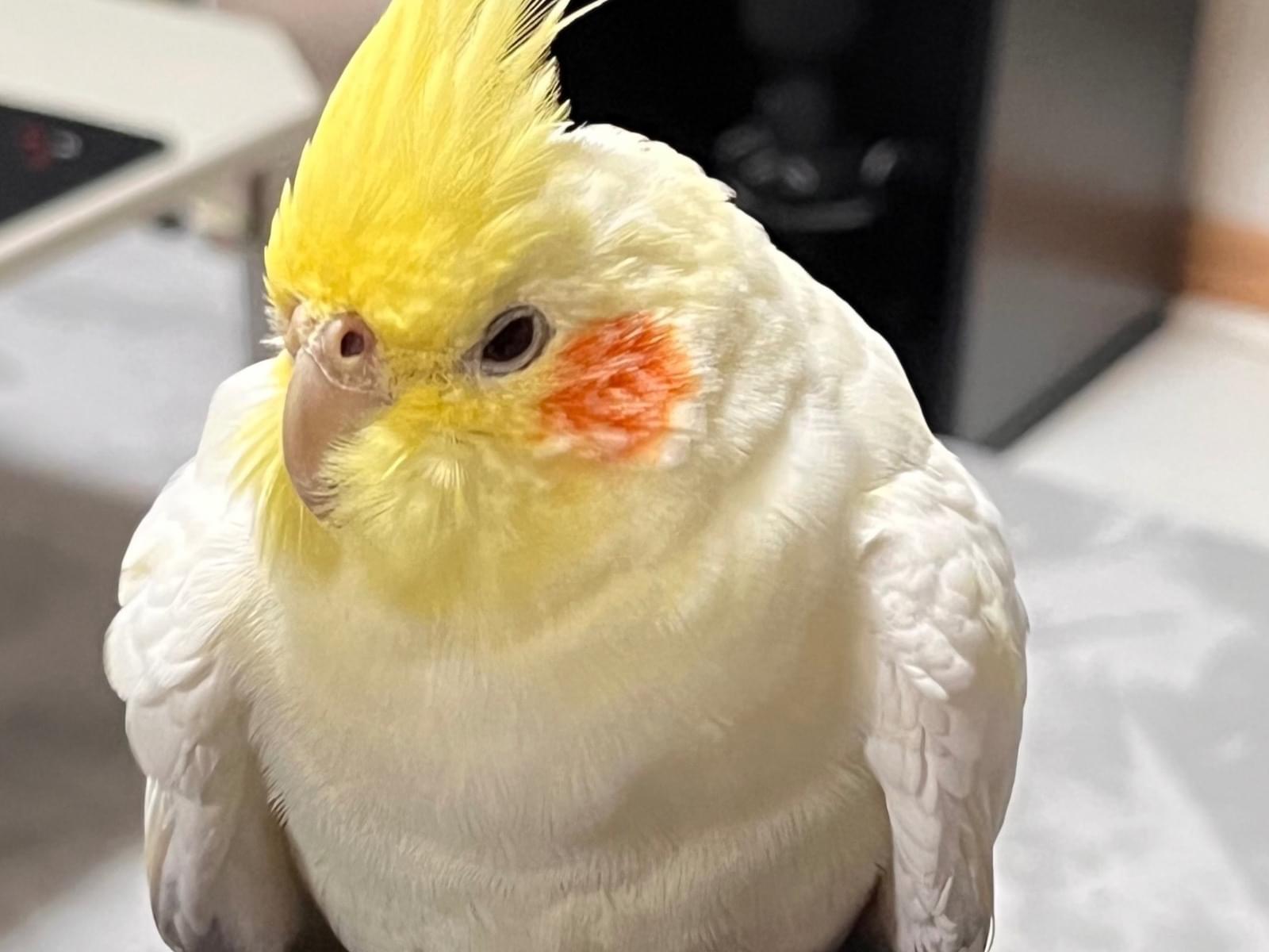 保護された鳥