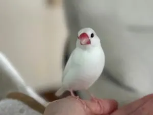 白文鳥を探しています