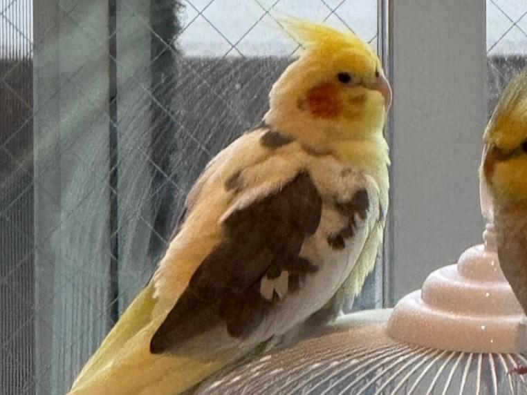 ぴいちちゃん