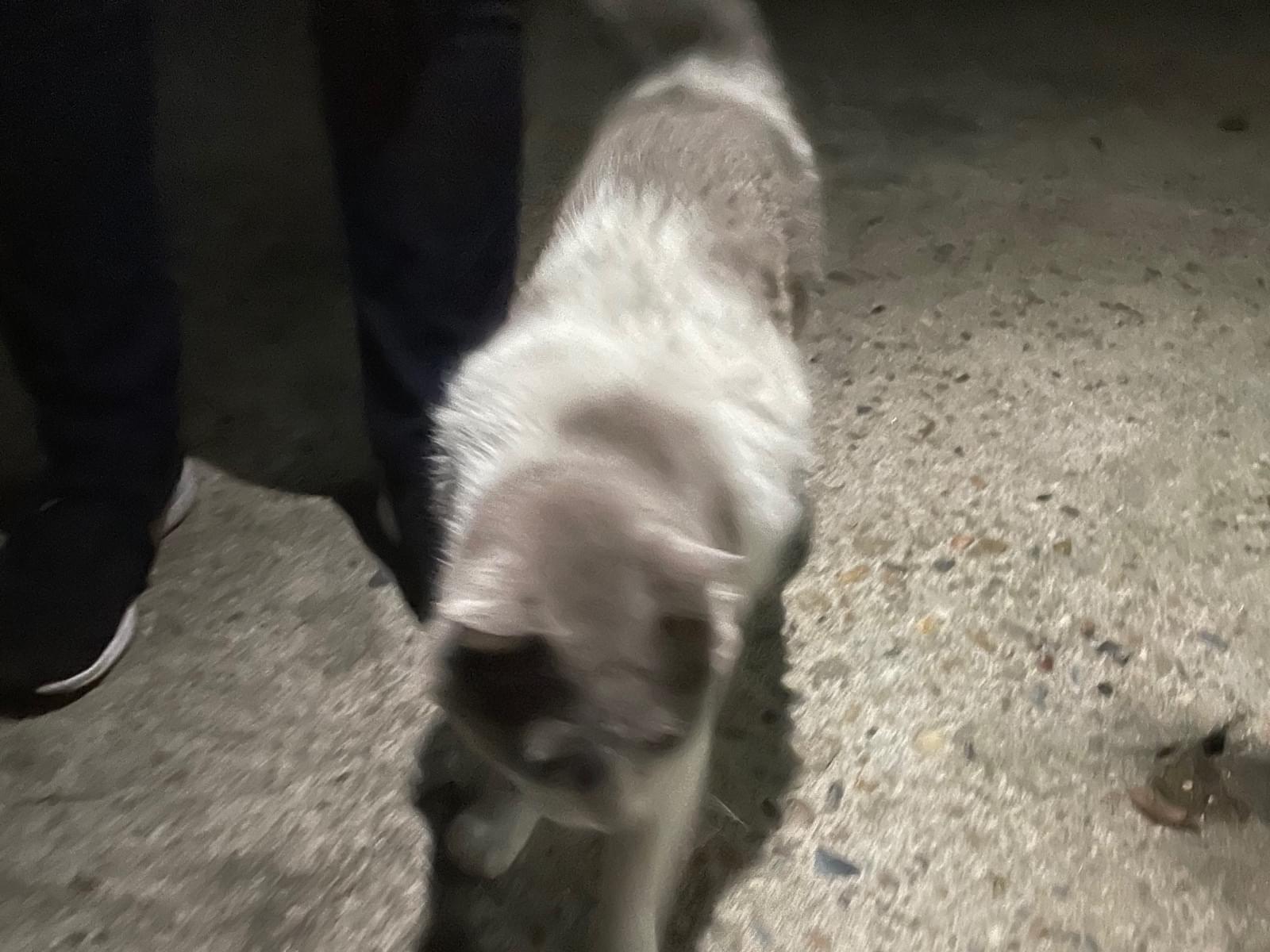 目撃された猫 目撃された猫