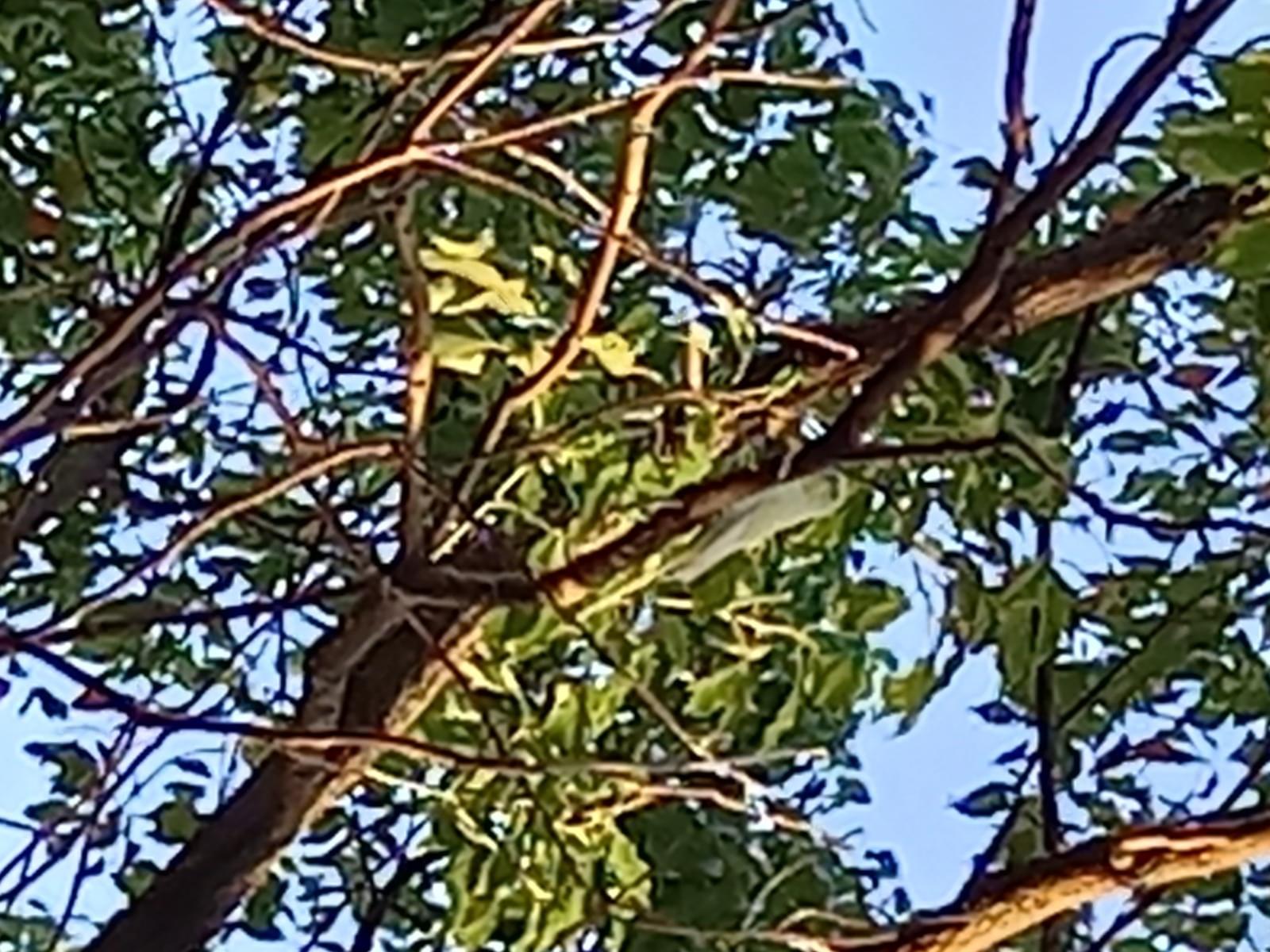 目撃された鳥 目撃された鳥