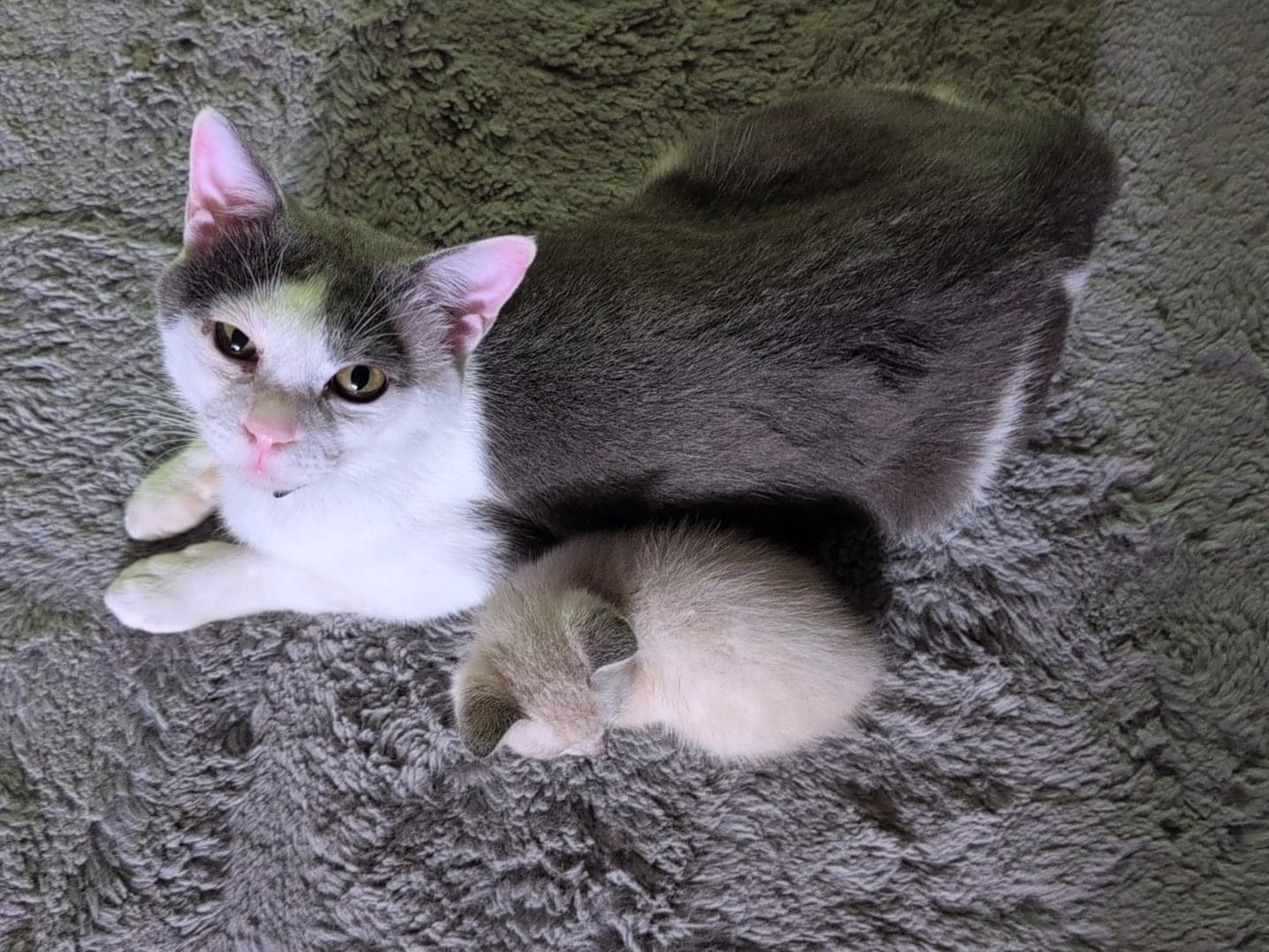 コアラちゃん