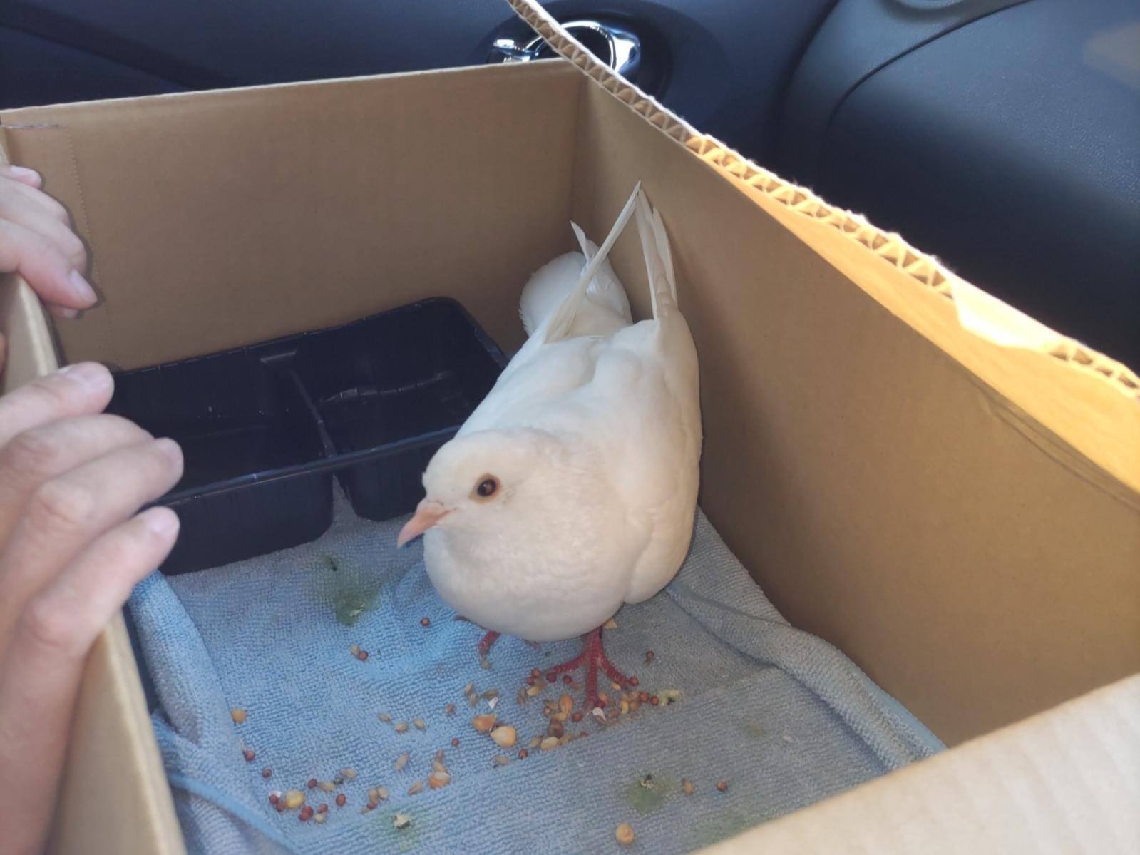 保護された鳥 保護された鳥