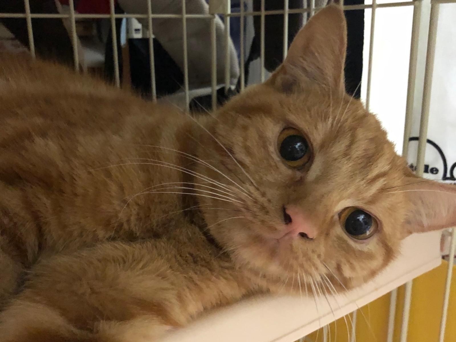 保護された猫 保護された猫