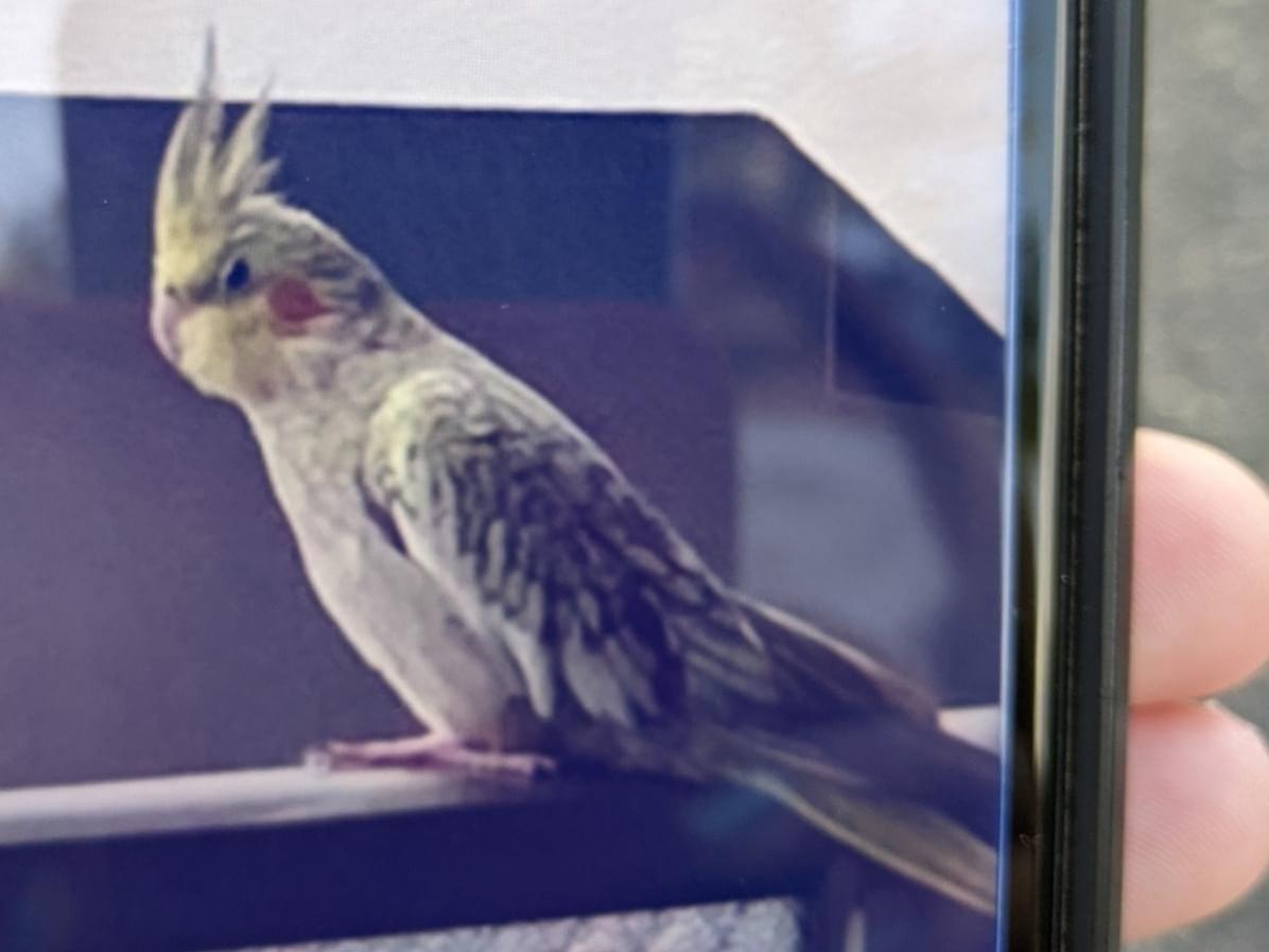 目撃された鳥 目撃された鳥