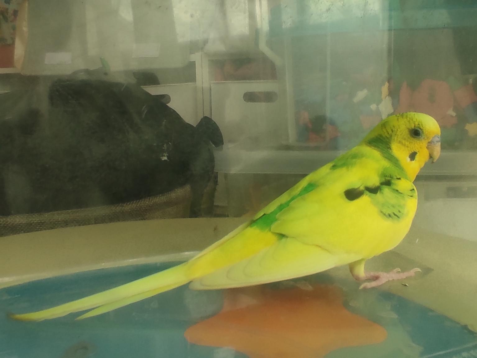 保護された鳥 保護された鳥