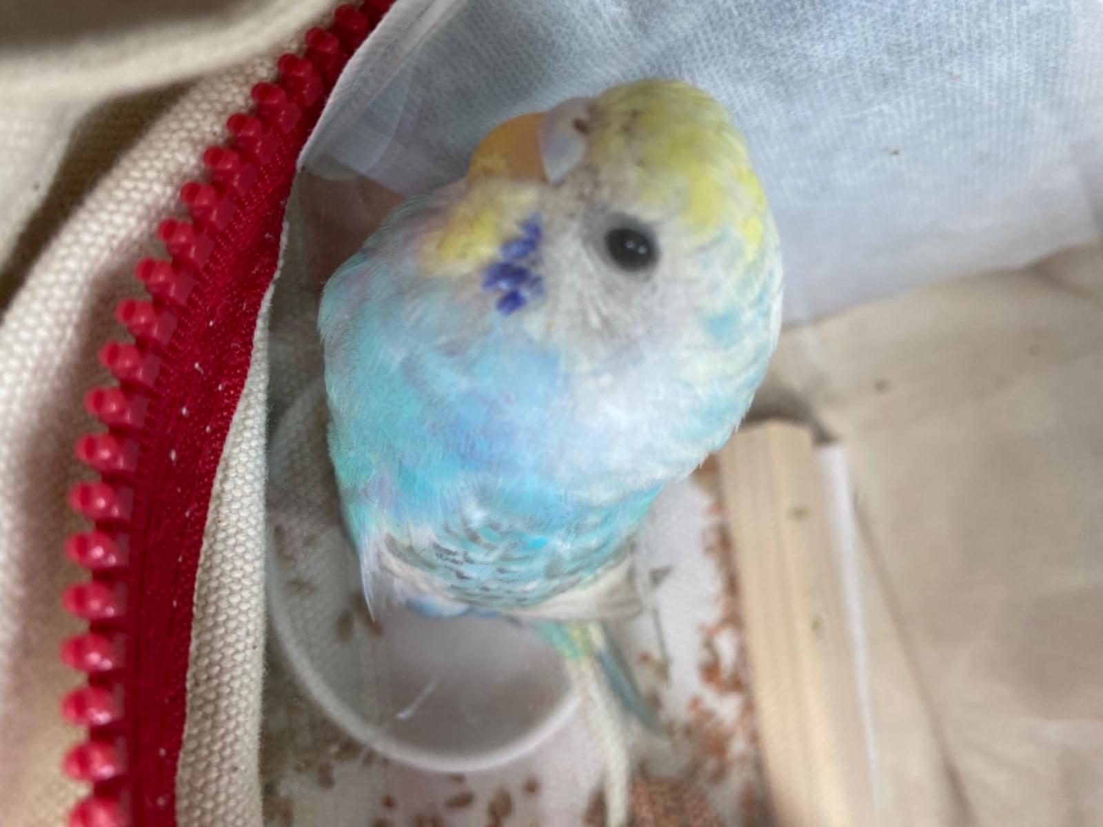 保護された鳥 保護された鳥