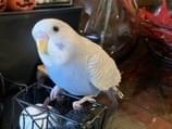 ハクちゃん ハクちゃん